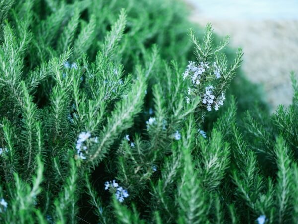 Blossoming rosemary plants with flowers on green bokeh herb background. Rosmarinus officinalis