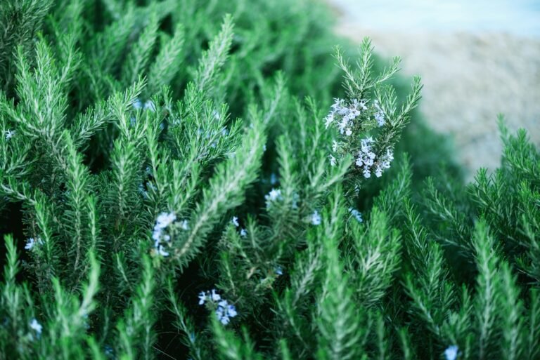 Blossoming rosemary plants with flowers on green bokeh herb background. Rosmarinus officinalis
