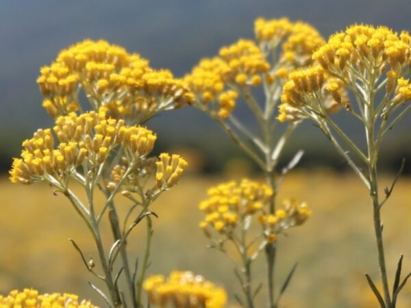 Huile essentielle d’immortelle de Corse bio pour les jambes légères